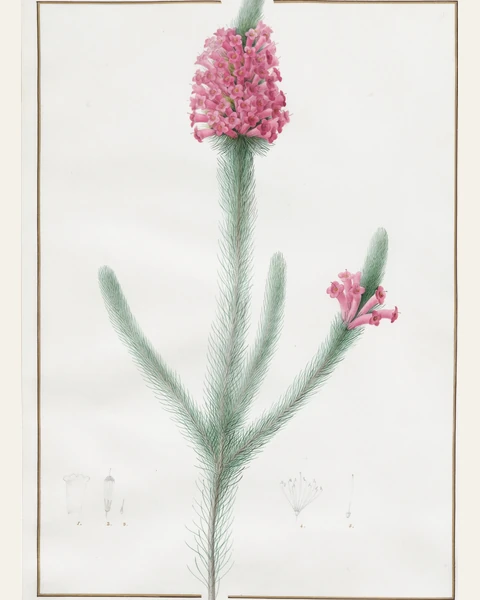 Erica Fulgida Botanical Art Print