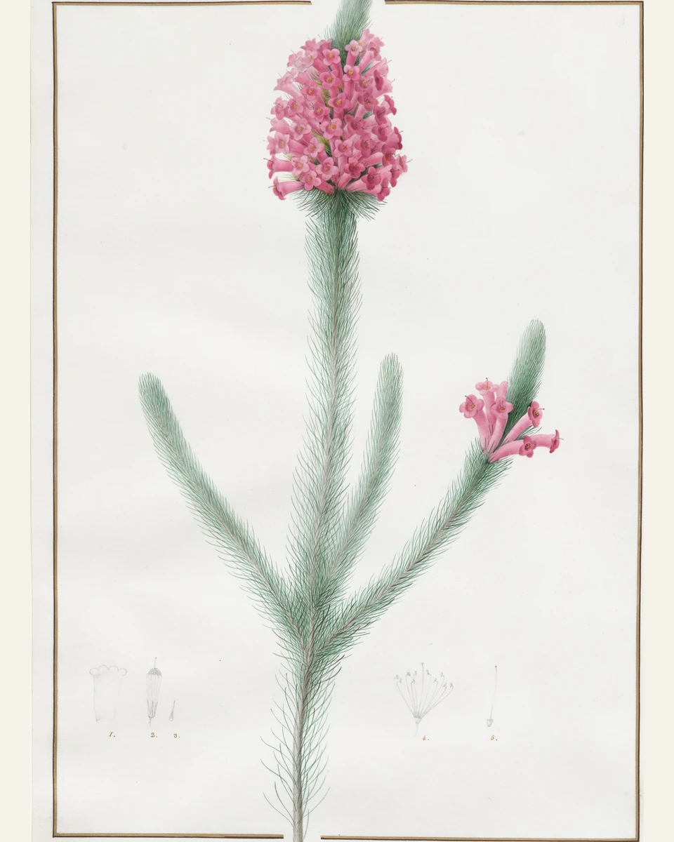 Erica Fulgida Botanical Art Print