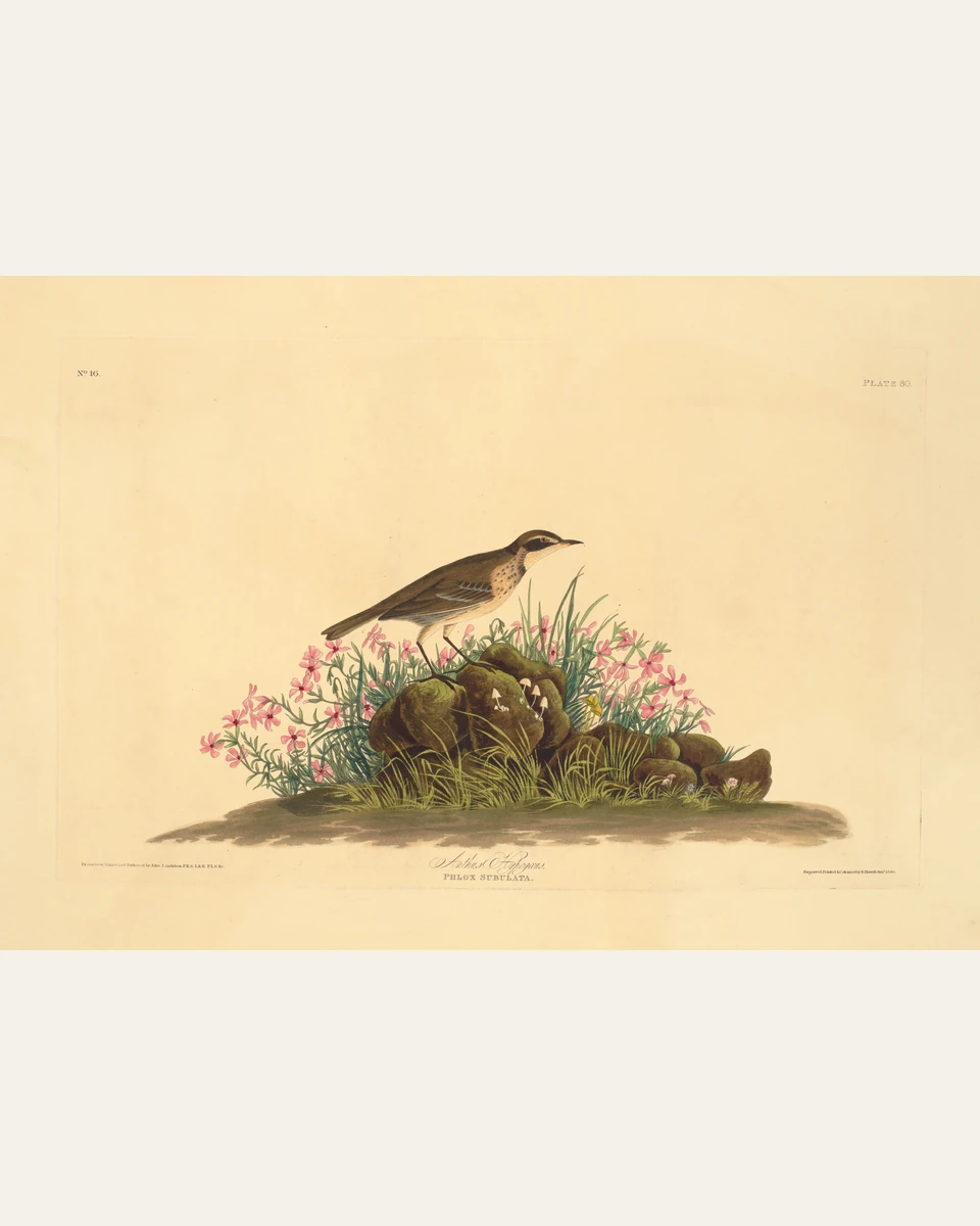 Prairie Titlark (Audubon) Art Print