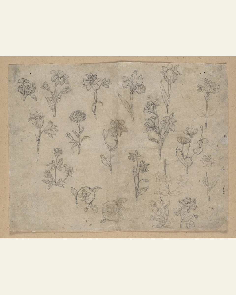 Flower Studies Art Print