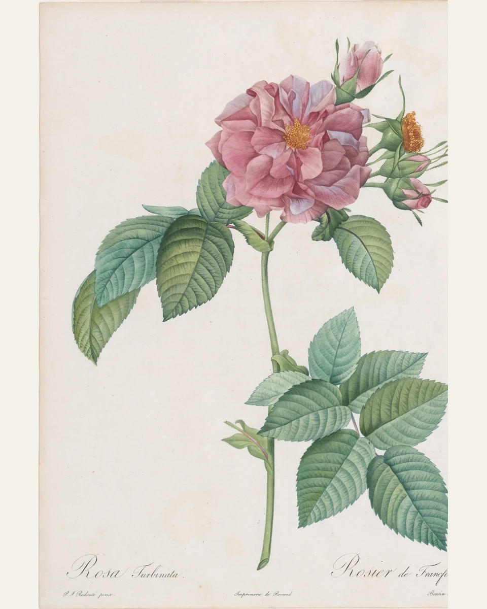 Empress Josephine Rose Art Print