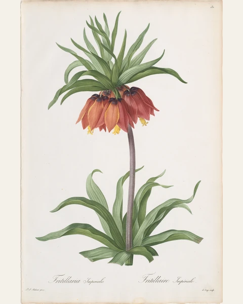 Crown Imperial Art Print