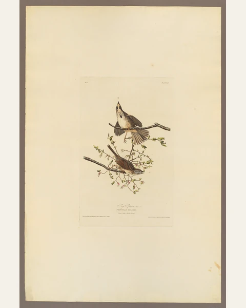 Song Sparrow Art Print