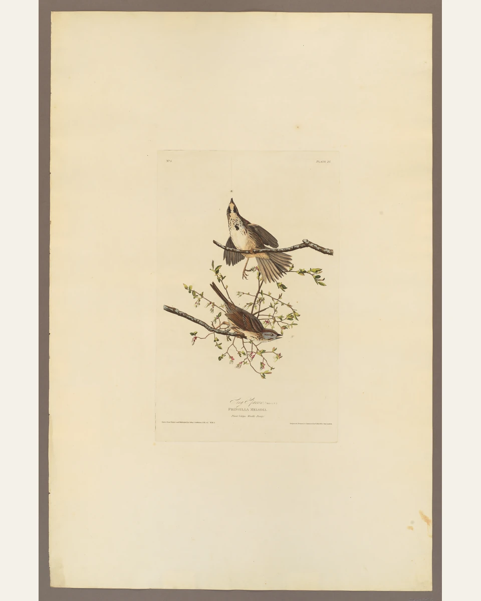 Song Sparrow Art Print