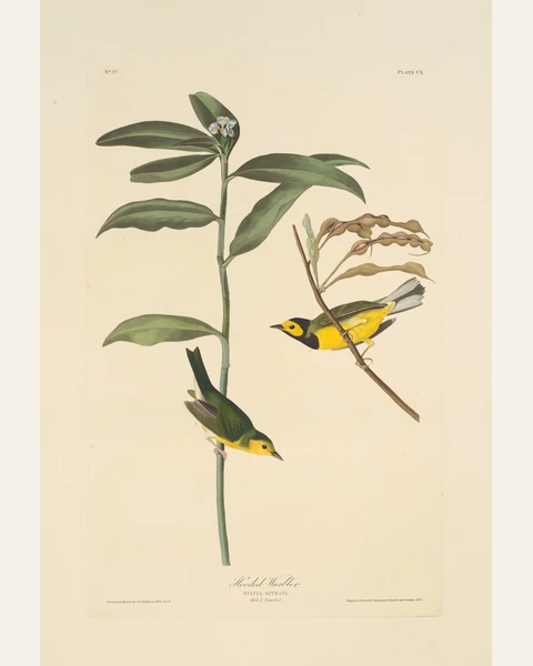 Hooded Warbler Art Print