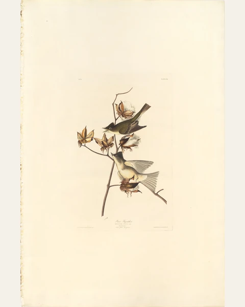 Pewee Flycatcher Art Print