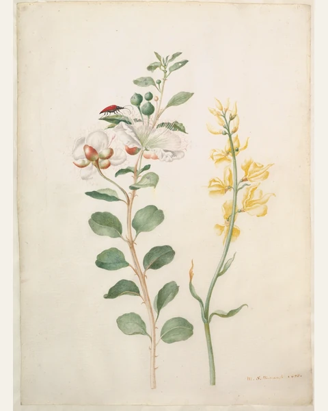 Study of Capers, Gorse, and a Beetle Art Print