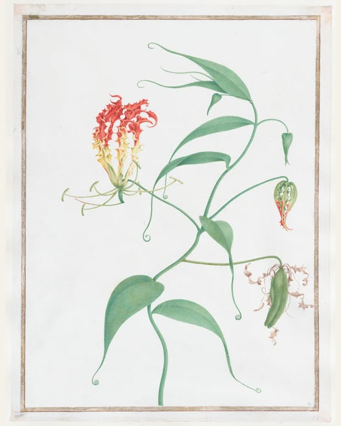 Gloriosa Superba (Climbing Lily) Art Print