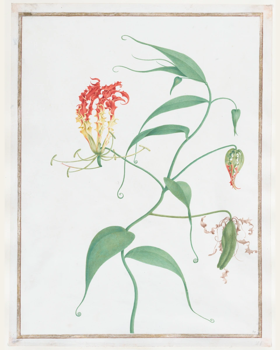Gloriosa Superba (Climbing Lily) Art Print