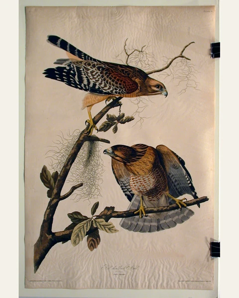 Red Shouldered Hawk (No. 12) Art Print