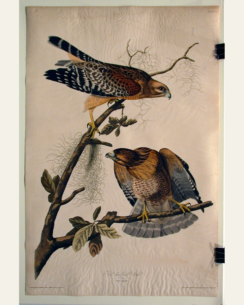 Red Shouldered Hawk (No. 12) Art Print